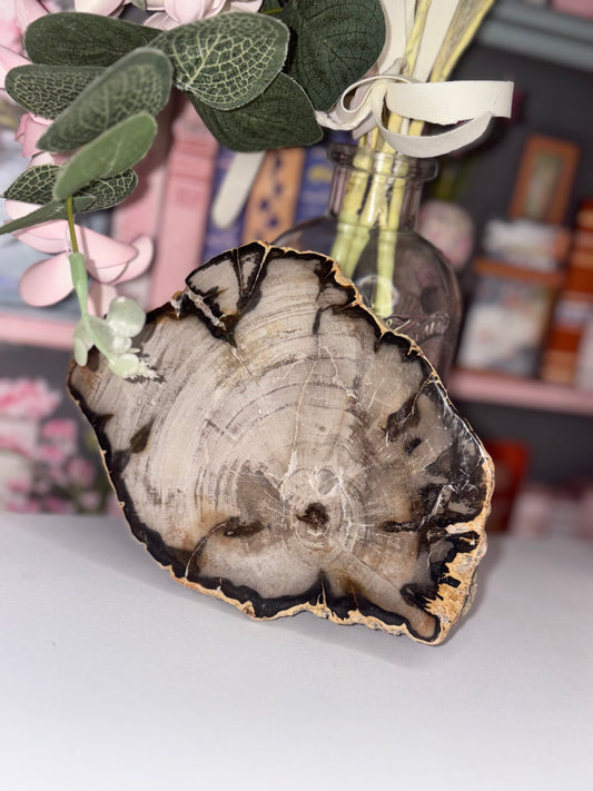 Fossil Wood Slab