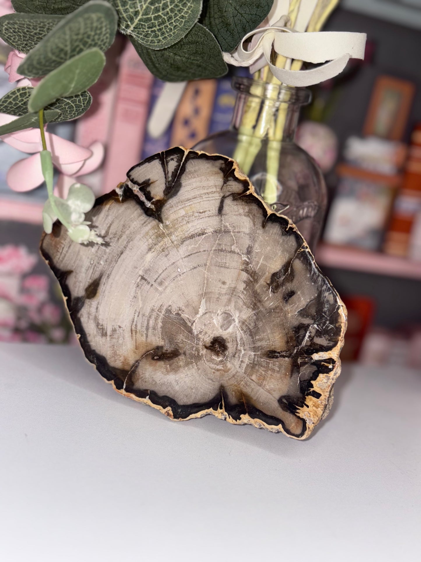Fossil Wood Slab