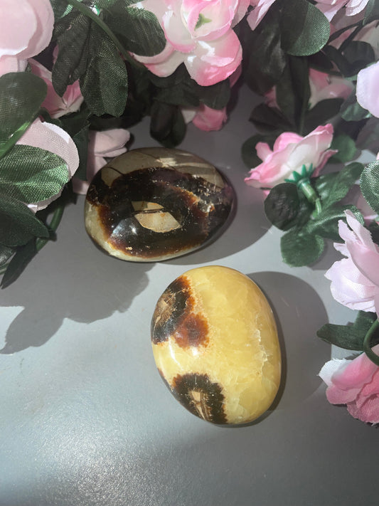 Septarian Palm Stone